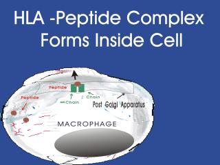 Bacteria2 in Macrophage HLA.jpg (12854 bytes)