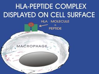 Bacteria3 in Macrophage HLA.jpg (13618 bytes)