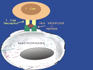 Bacteria4 in Macrophage HLA.jpg (10546 bytes)