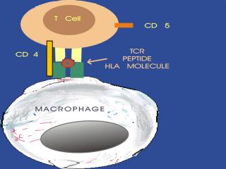 Bacteria5 in Macrophage HLA.jpg (10699 bytes)