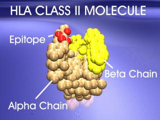 HLA c epitope.jpg (13884 bytes)