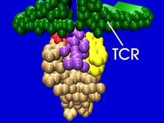 HLA pep and TCRgreen2.jpg (13593 bytes)