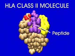 HLA peptide and TCR.jpg (12921 bytes)