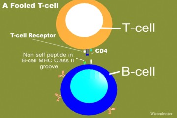 antigen presenting cells animation