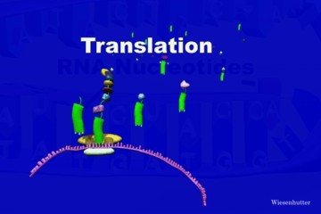 transcription and translation animation
